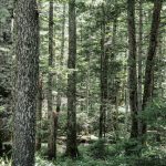 forest-2-1536×1024